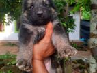 German Shepherd Puppy