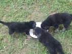 German Sheperd Puppies