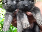 Germen Sheprd Puppies