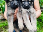 Germensheprd Puppy