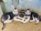 German Shepherd Puppy