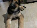 German Shepherd Puppy