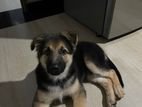 German Shepherd Puppy