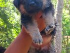 German Shepherd Puppy