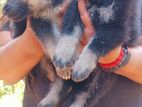 German shepherd puppy