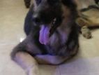 German Shepherd Dog