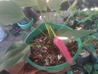 Anthurium Plants