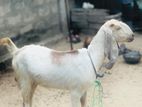 Farm Goat