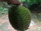 ගහෙන් වැටුණු දූරියම් ඇත