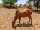 Farm Cow