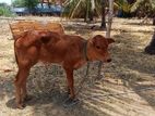 Farm Cow