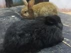 Giant Belgium Rabbit