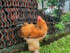 Giant Brahma chicken