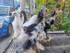 Brahma Chicks