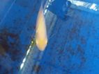 Giant Gourami Albino