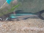 Giant Gourami with Catfish