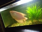 Giant Gourami Fish