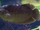 Giant Gourami Fish