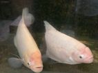 Giant Gourami Fish (Pair)