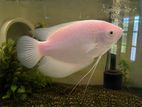 Giant Gourami
