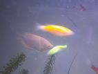 Giant Gourami Fish