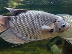 Giant Gourami