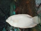 Giant Gourami