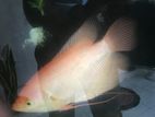 Giant Gourami