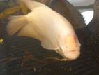 Giant Gourami