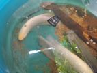 Giant Gourami Fish