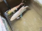 Giant Gourami