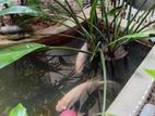 Giant Gourami 