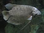 Giant Gourami Fish