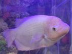 Giant Gourami