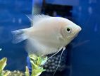 Giant gourami