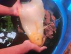 Giant Gourami