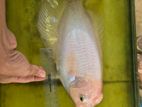 giant gourami