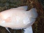 Giant Gourami Fish