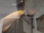 Giant Gourami Fish