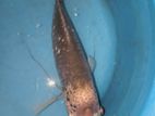 Giant Gourami