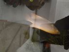 Gourami Fish
