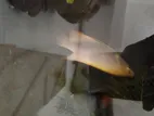 Gourami Fish