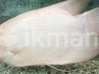 Giant Gourami Fish