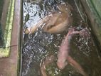 Giant gurami with Mozambique fishes