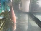 Giant gurami fish