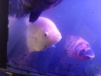 Giant Gourami