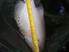 Giant gurami for sale