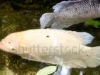 Giant Gurami