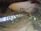Giant Gurami Fish