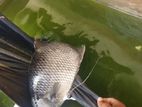 Giant Gourami